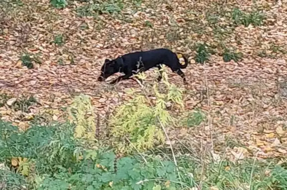 Найдена собака в Барнауле, Северо-Западная ул. 27
