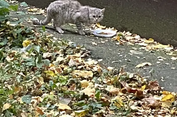 Найдена кошка на Бирюлёвской улице, 13 к2, Москва