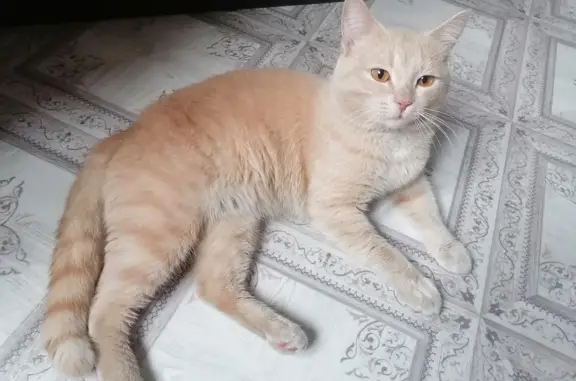 Найден кот на Тореза 48, персикового цвета