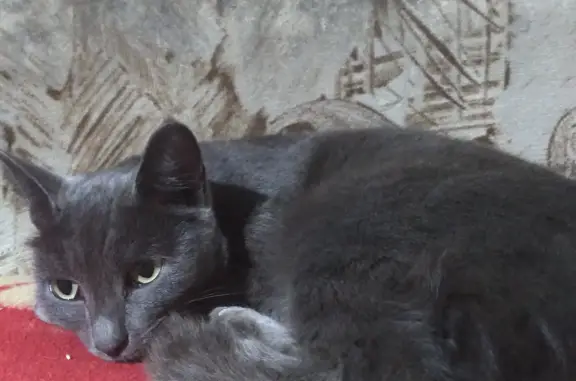 Пропала кошка на Партизанской улице, 21
