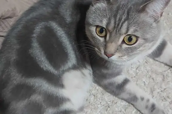 Пропала кошка Кот, серый с бежевым тоном, на улице Праздничная, 9