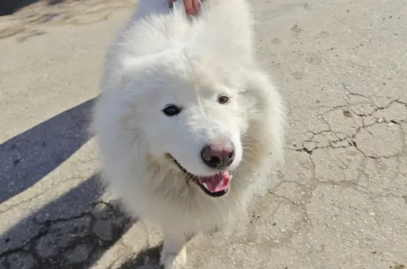 Собака найдена в Кстовском районе, Никульское.