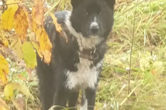Найдена собака около СНТ Ивушка, Вихрево, Московская область