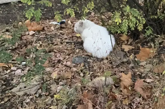Пропала кошка: Белый кот возле парковки, Ярцевская ул., Москва