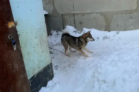 Пропали 2 собаки, Эльза и Кай, Саранск, Лямбирское шоссе, 10Г