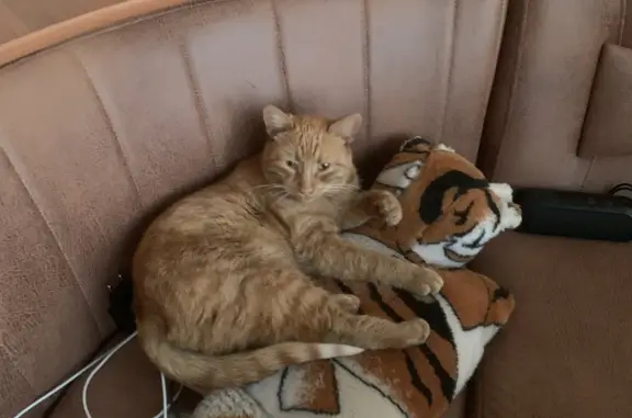 Пропала кошка Рыжий кот, ул. Ленина, 37, Озёры