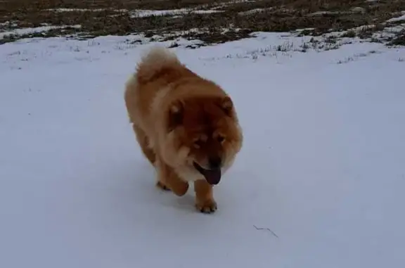 Пропала собака в лесу, д. Ивановка, Ленинградская область
