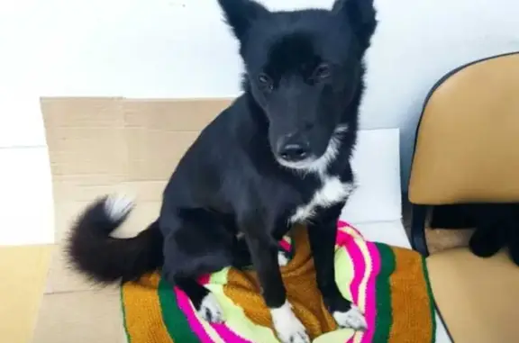 Найдена собака, Санкт-Петербург, фото: Найдена собака на ул. Орджоникидзе 47, рядом с роддомом №9