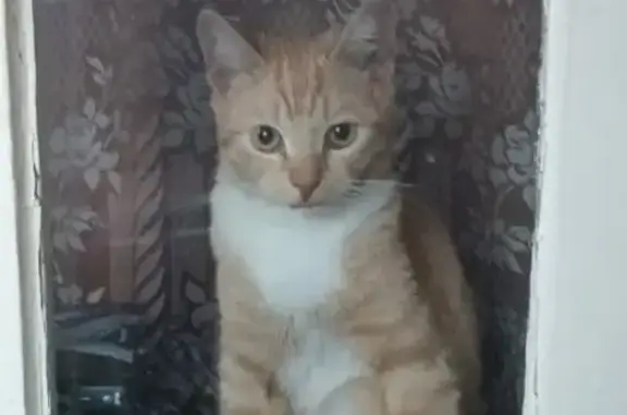 Пропала кошка: рыжий полосатый кот, белые лапки, 1 год