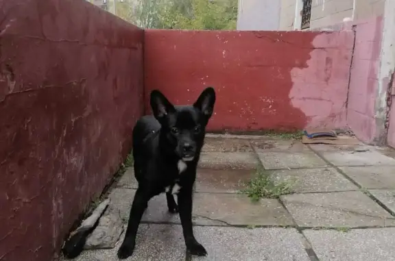 Собака Дворянин, возраст до 9 мес., Лермонтовский проспект, Москва