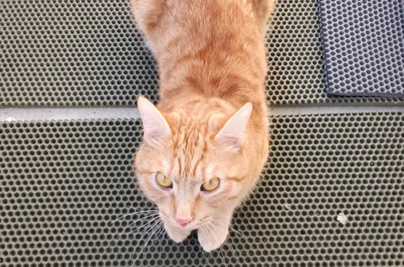 Пропала кошка Рыжий кот. Возможно с балкона. Ленинградский проспект, 59