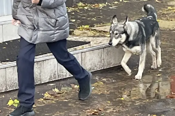 Собака на ул. Парижской Коммуны, Иваново - ищем хозяина!