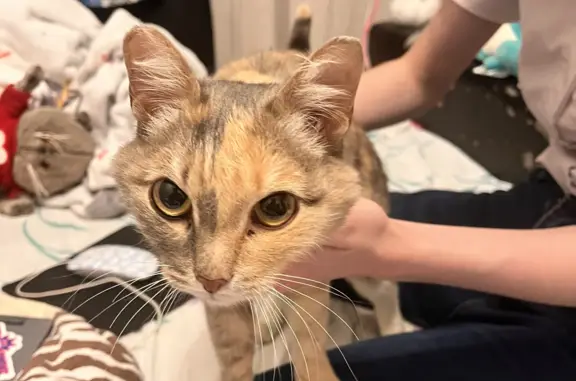 Найдена кошка около дома 14.10. в Томске