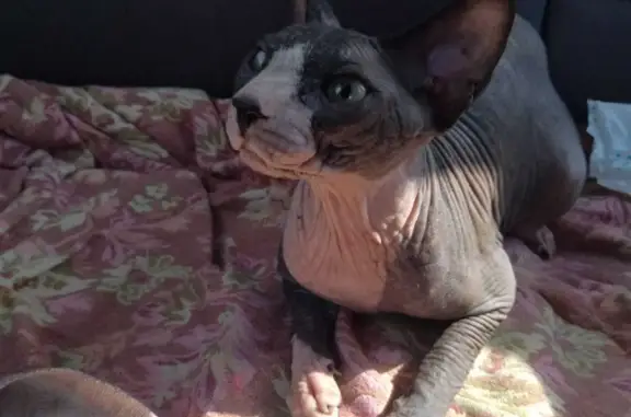 Найдена кошка, Ростов-на-Дону, фото: Найдена кошка сфинкс в Ростове-на-Дону, переулок Семашко