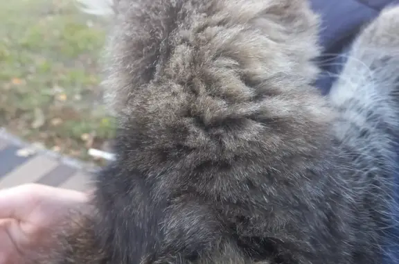 Найдена кошка Ласковая, блеклого серого цвета (проспект Мира, 6, Липецк)