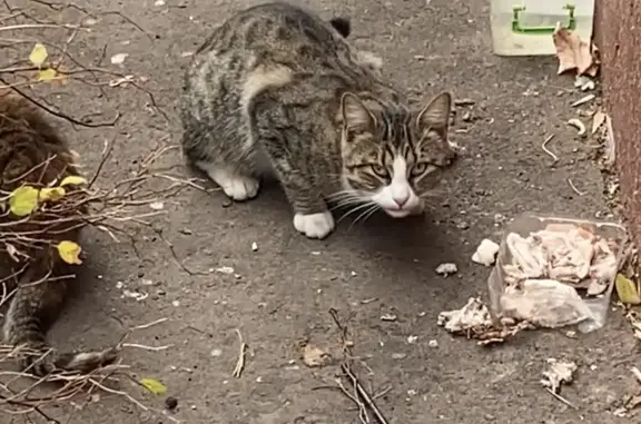 Найдена кошка ул. Маршала Полубоярова, 24 к3, Москва