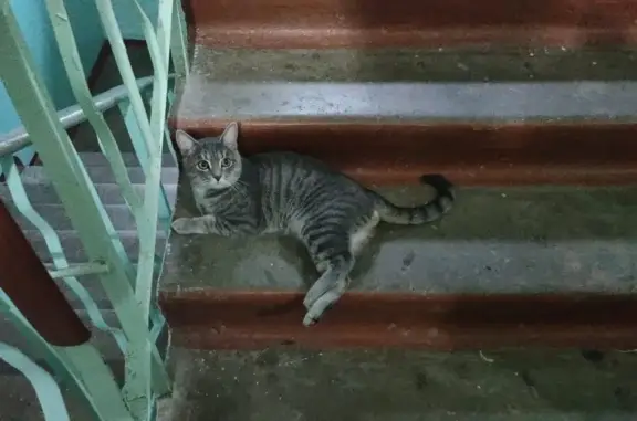 Найден кот на ул. Ленина в Обнинске, нужна передержка