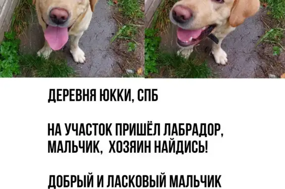 Пропала собака: белый лабрадор на Ленинградском шоссе, 1