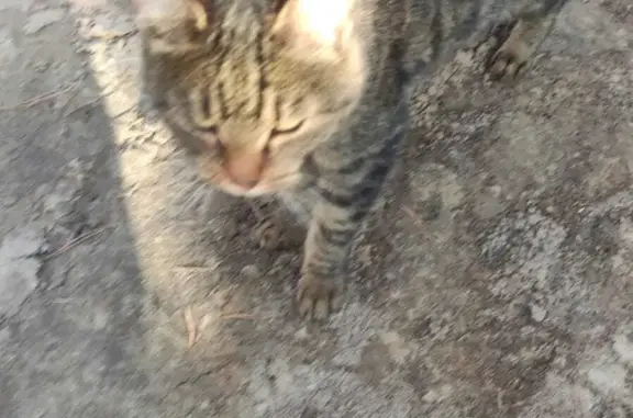Пропала кошка на ул. Ленина, 40