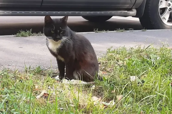 Найдена кошка, Москва, фото: Найден домашний кот на Аминьевском шоссе 18