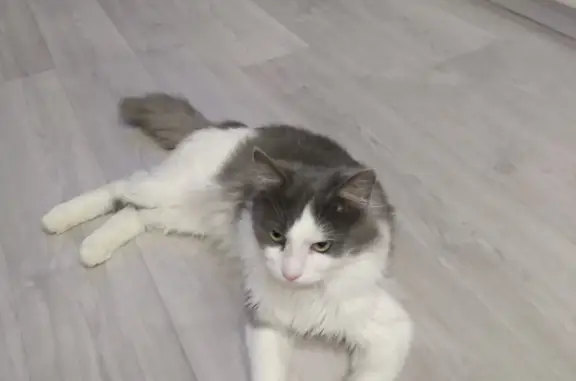 Пропала бело-серая кошка в Архангельской области