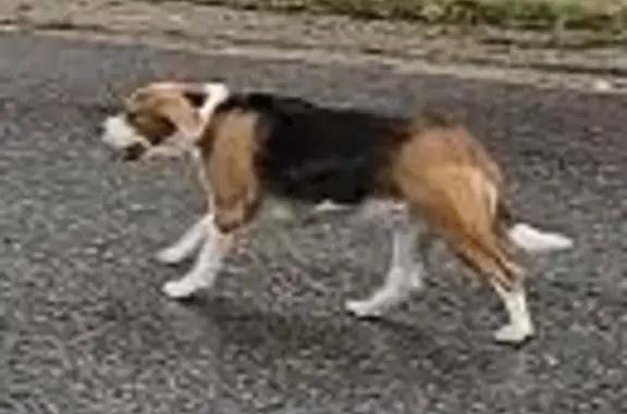 Потеряшка собака в Беляниново, Московская область