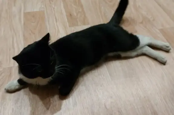 Найден черно-белый кот на Заречной улице, 57