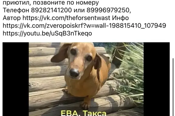 Пропала собака Такса на Средней улице, 24, Таганрог