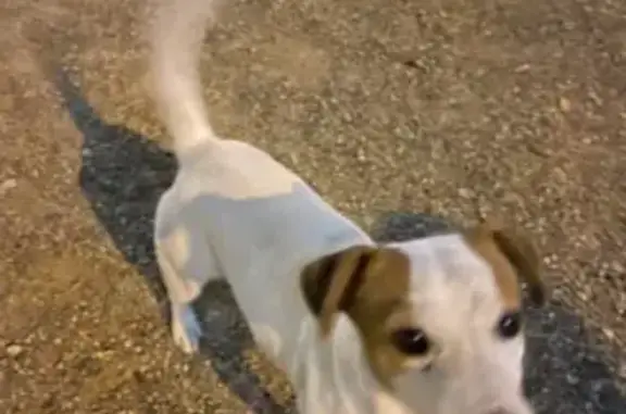 Найденные животные Краснодар, фото: Найдена собака в Морской ул., 43