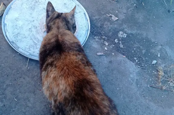 Найдена кошка на Вишнёвой ул., 3, Пенза