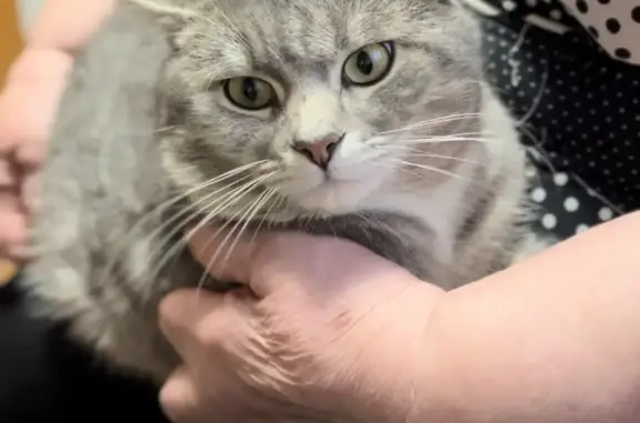 Потерянные животные Тамбов, фото: Пропал кот Сэм на ул. Пушкарской, Тамбов