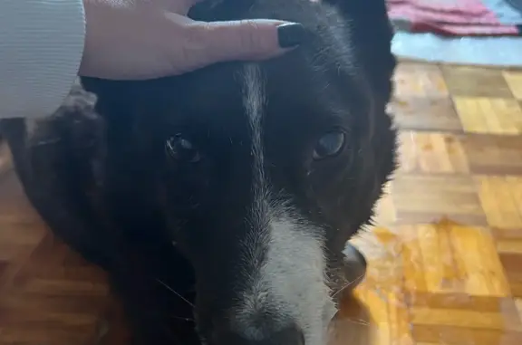 Собака Лайка найдена на ул. Бежицкая, 310, Брянск