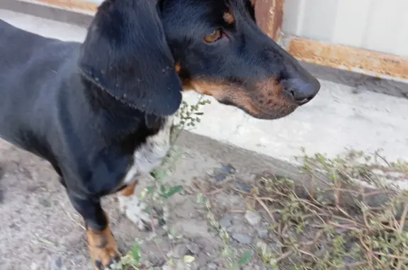 Собака найдена на Революционной улице, 63, Батайск