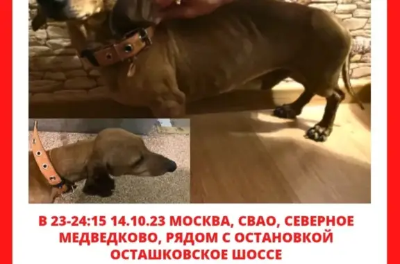 Собака Кобель найдена на ул. Широкая, 17 к3, Москва