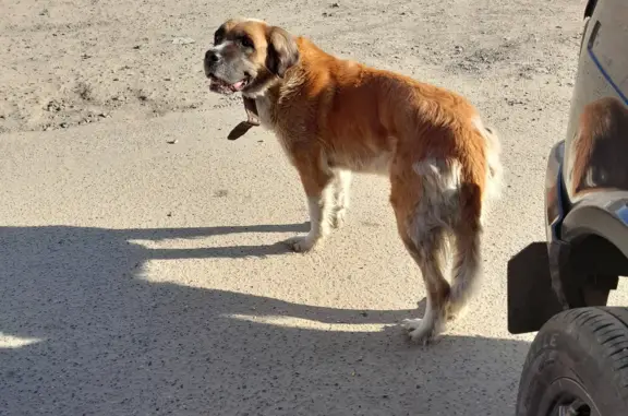 Найдена сенбернарская собака в Чите