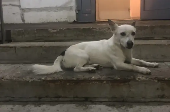 Собака найдена по адресу проспект Ракетостроителей, 5 к1