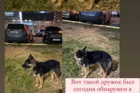 Найдена собака Метис возле гостиницы Космос, ул. Михаила Балонина, 7, Волгоград