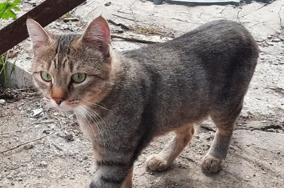 Пропала кошка Тиша в СНТ Березка, Томск