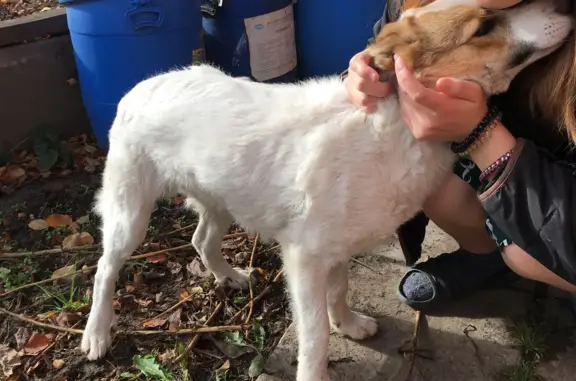Найдена собака Пёсик в Ракетном переулке, Тюмень
