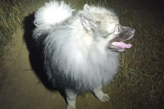 Найдена собака в ошейнике Хорлово, Московская область