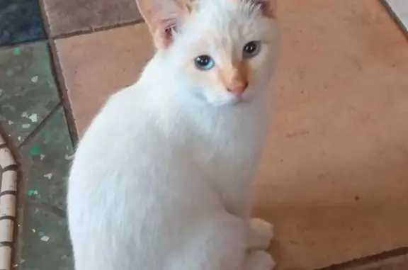 Кошки потеряшки, Санкт-Петербург, фото: Потеряшка бело-рыжий котенок на Туристской/Мебельной