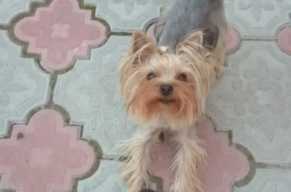 Пропала собака Йорк Боня в Чебаркуле