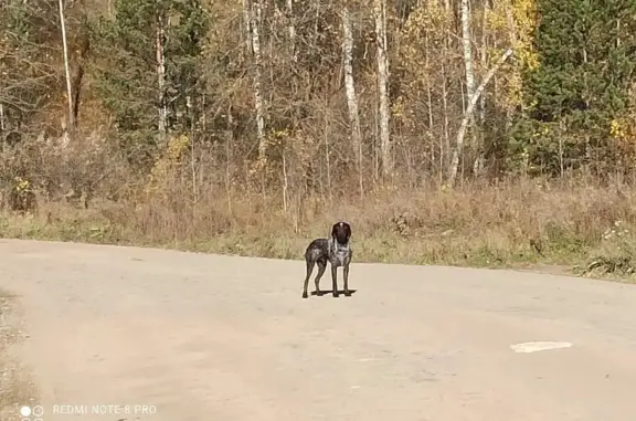 Найдена собака на дороге Никольское-Алтайское, ищем хозяина! Улица Шевченко, Барнаул