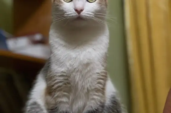 Кошки потеряшки, Уфа, фото: Потеряшка кошка Тыгыдык, 3 года, Уфа, ул. Мустая Карима, 16