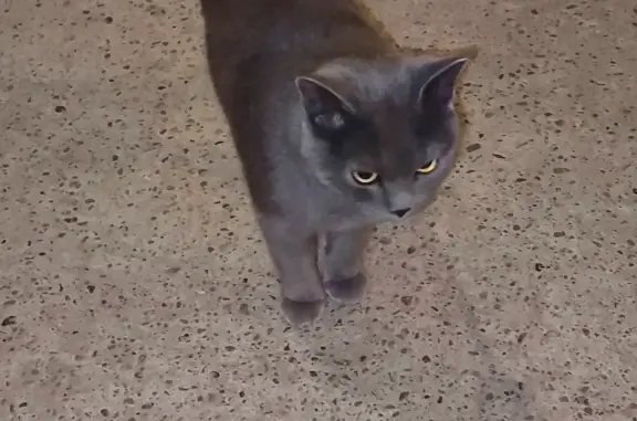 Найдена кошка на Сибирской улице, 116, Томск
