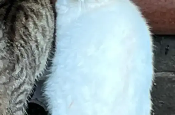 Пропала пугливая белая кошка на Сущевском валу, 65