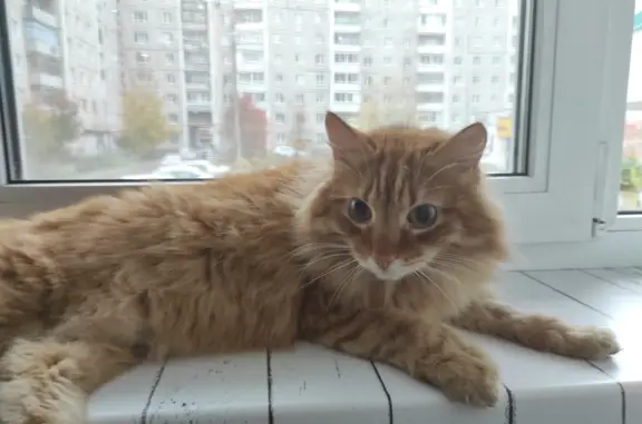 Найдена кошка на ул. Захарова, Нижний Тагил