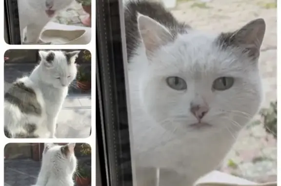 Найдена белая кошка на ул. Некрасова, 29, Абакан
