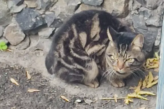 Найдена кошка на Прибрежной ул., 3, Новосибирск