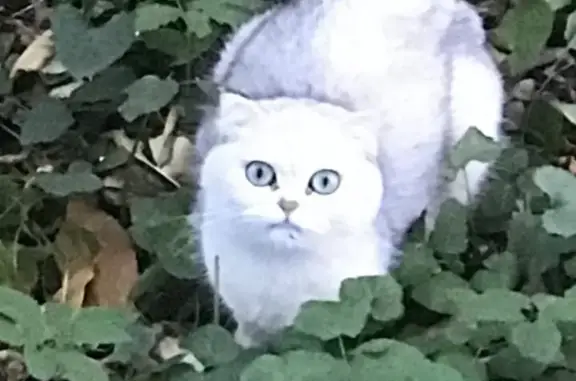 Найден белый котик на Железнодорожной, 31А